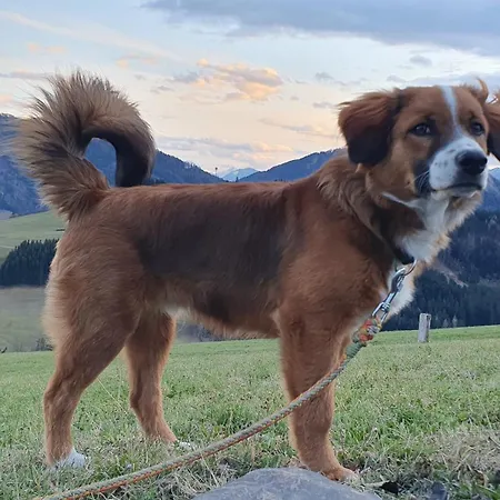 Mitterhirschberg, Familie Schweighuber Waidhofen an der Ybbs
