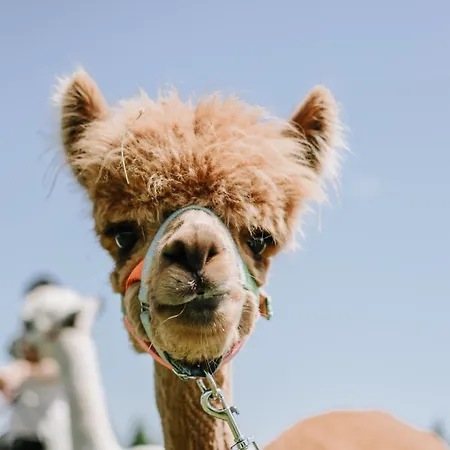 Mitterhirschberg, Familie Schweighuber Waidhofen an der Ybbs