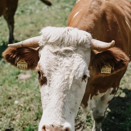 アパート Mitterhirschberg, Familie Schweighuber ヴァイトホーフェン・アン・デア・イプス