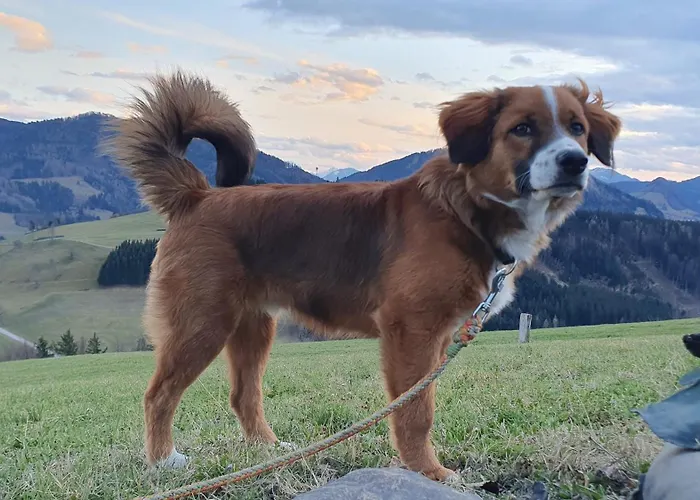 Mitterhirschberg, Familie Schweighuber Waidhofen an der Ybbs
