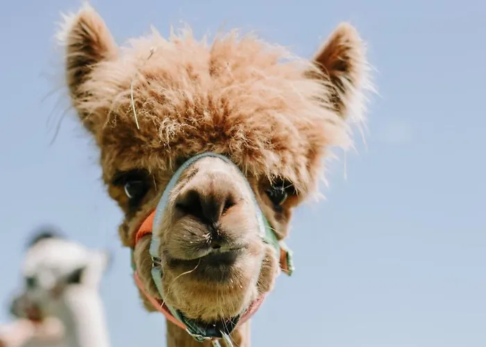 Mitterhirschberg, Familie Schweighuber Waidhofen an der Ybbs