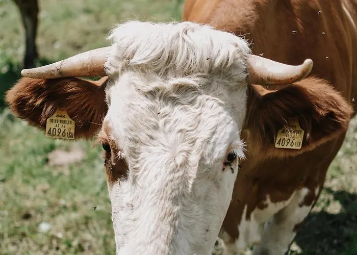 Apartment Mitterhirschberg, Familie Schweighuber Waidhofen an der Ybbs